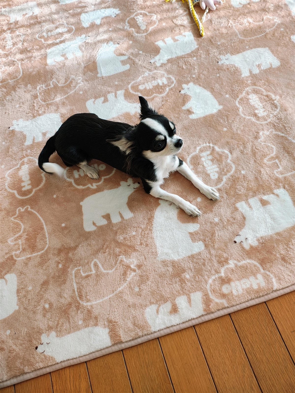 くまさん柄のブランケットの上でリラックスするりんごちゃん